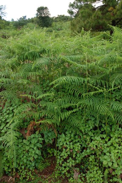 Habit