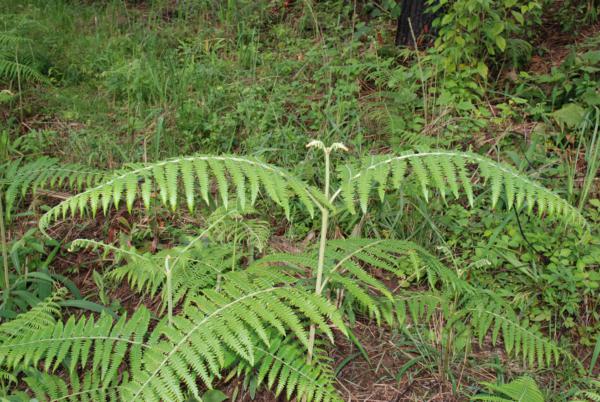 Maturing frond