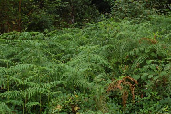 Habit