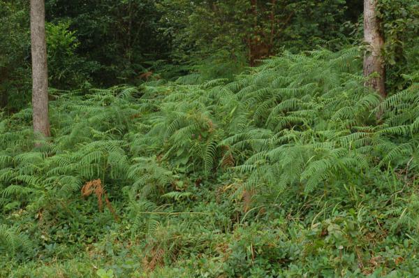 Habit