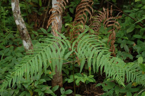 Frond