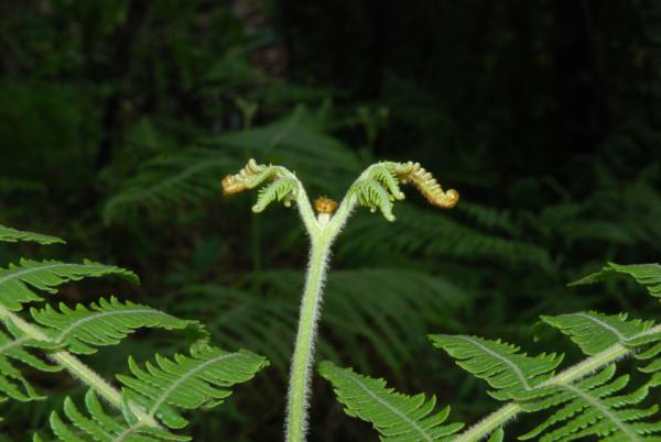 Frond apex