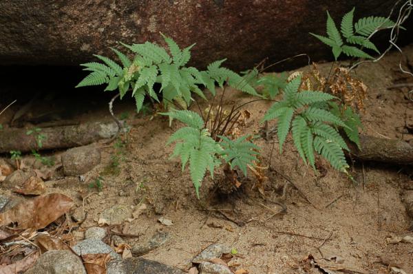 Habit