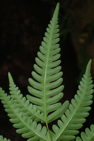 Frond apex