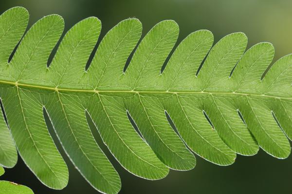 Venation