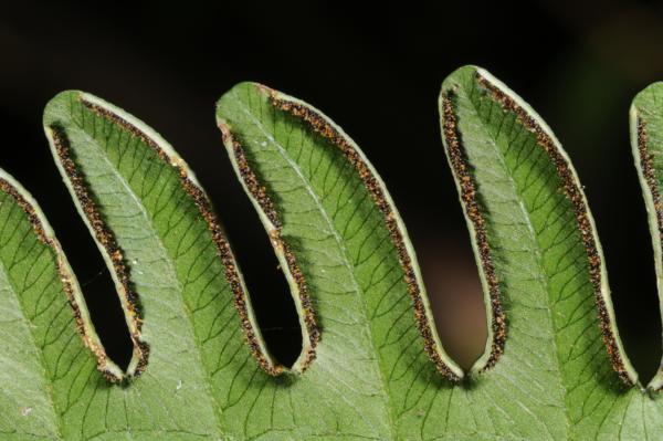 Pinnules with marginal sori