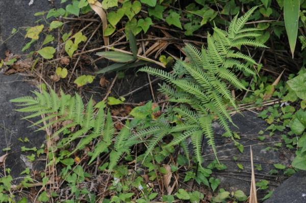 Habit