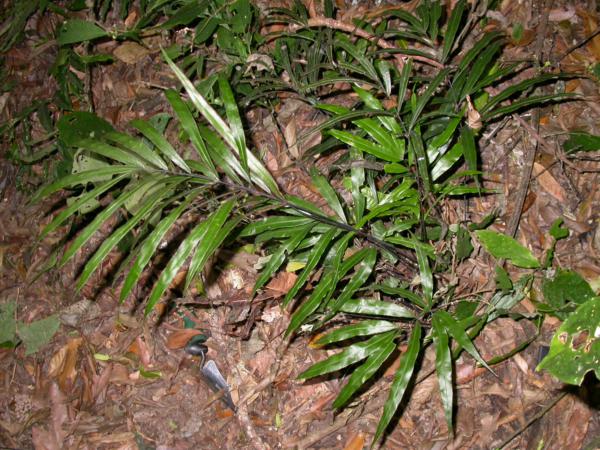 Habit