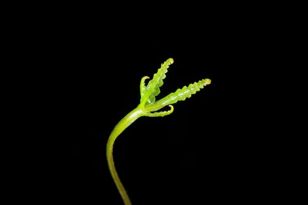Immature frond