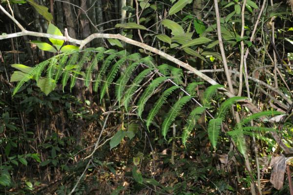 Frond