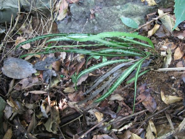Habit