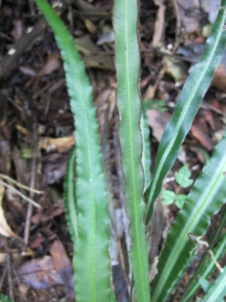 Frond with marginal sori