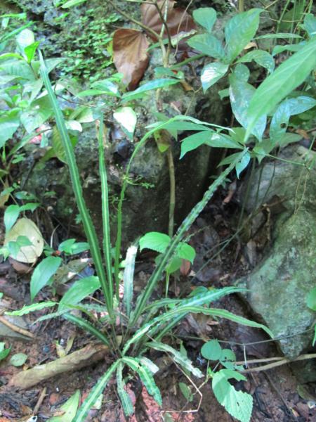 Habit