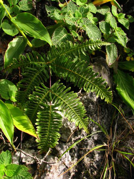 Habit