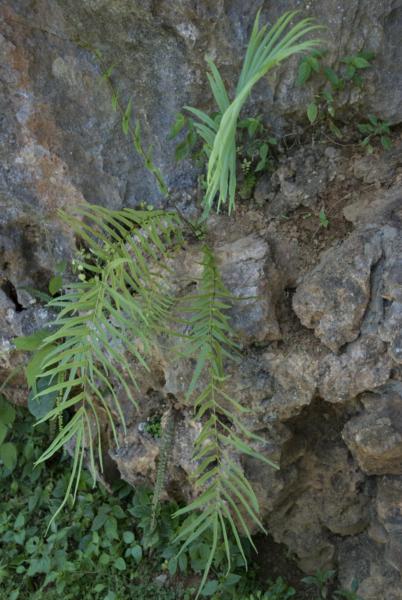 Habit