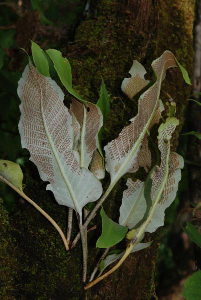 Habit