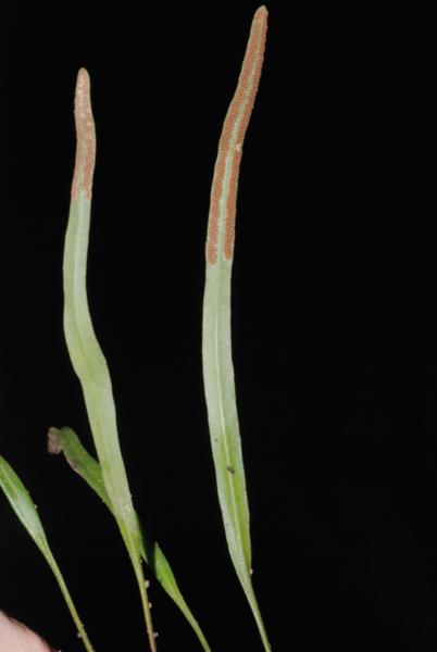 Frond