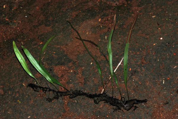 Whole plant