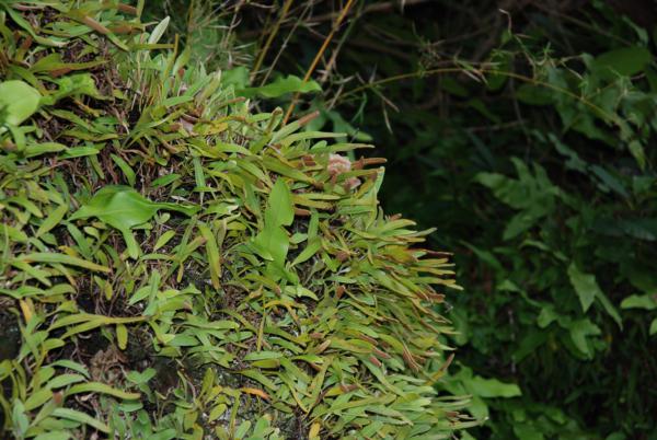 Habit