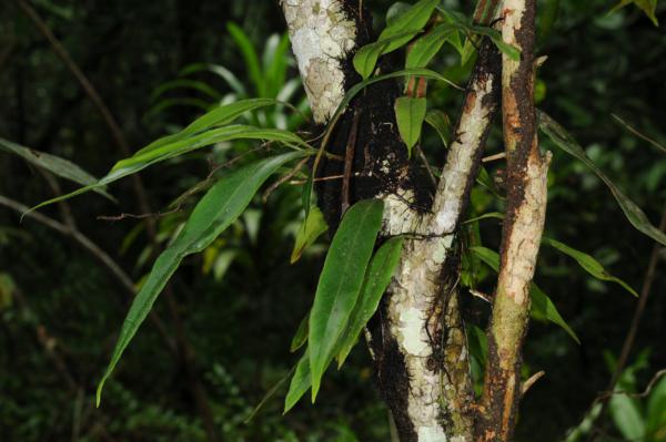 Habit