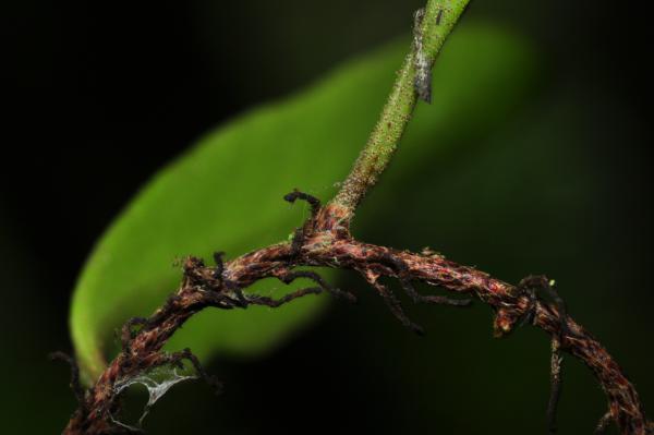 Rhizome and stipe