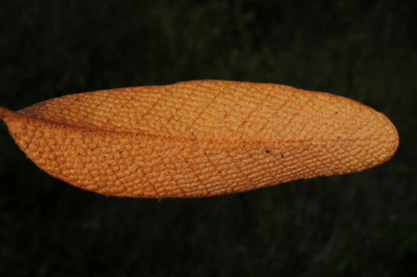 Lower frond surface