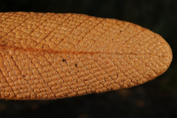 Frond apex