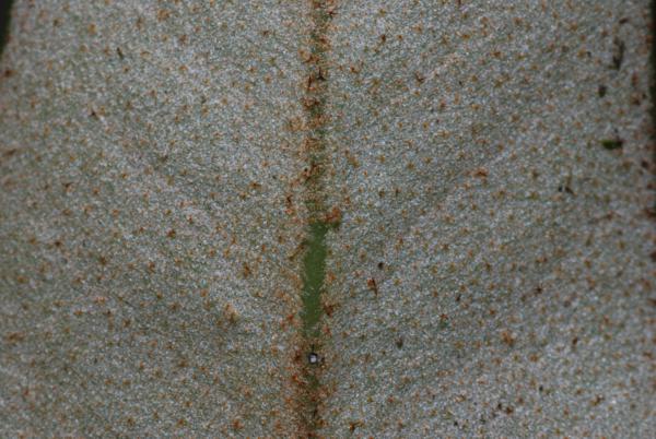 Lower surface of frond