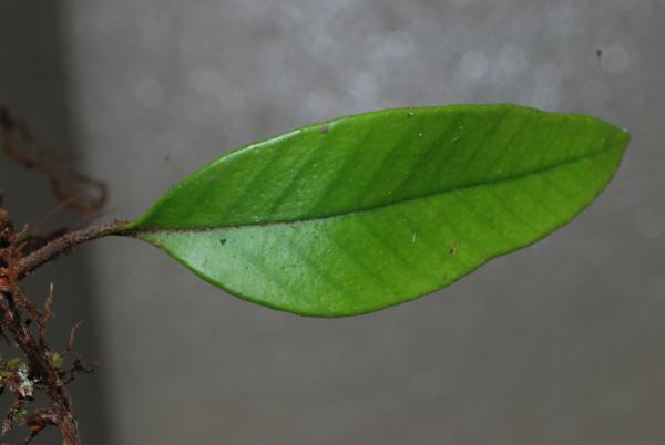 Frond