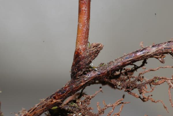 Rhizome and stipe base