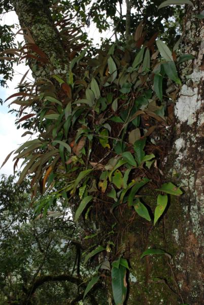 Habit
