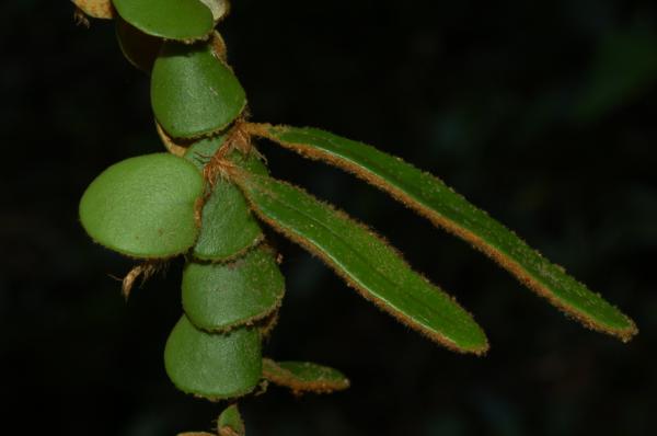 Upper surfaces of sterile and fertile fronds