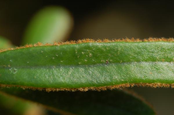Upper surface of fertile frond