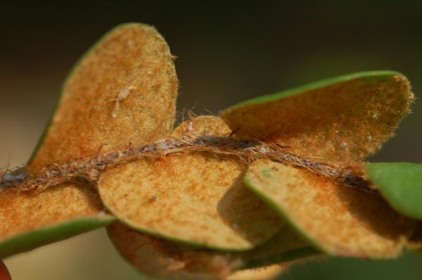 Lower surface of sterile fronds and rhizome