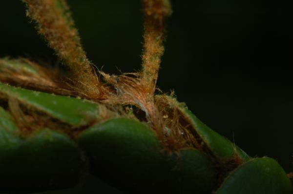Rhizome scales