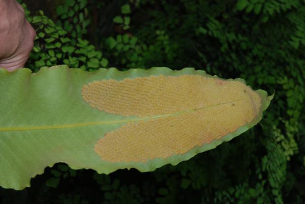 Lower frond surface with sori