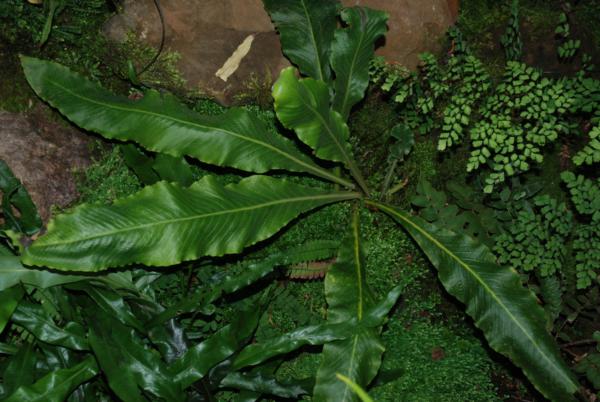Whole plant from above