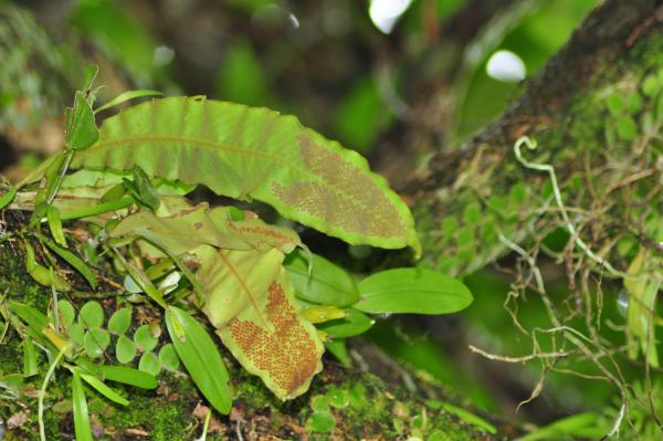 Habit