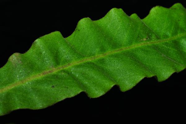 Upper frond surface