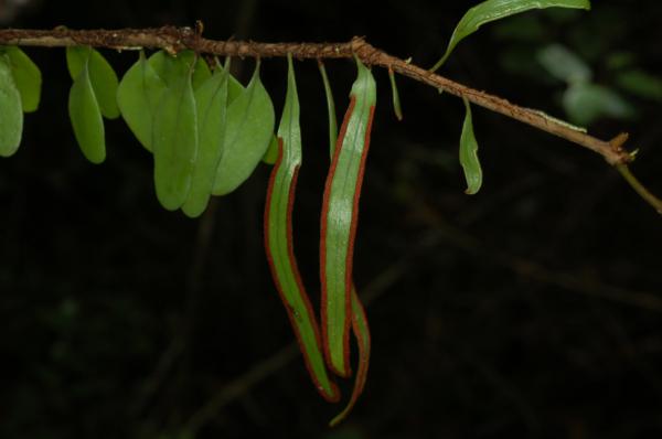 Habit