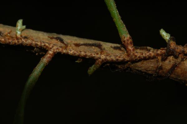 Rhizome
