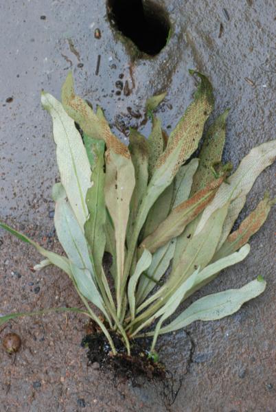 Whole plant