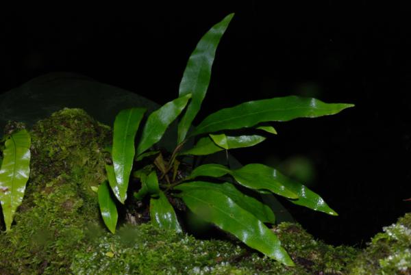 Habit
