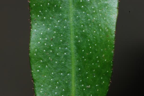 Upper surface of frond