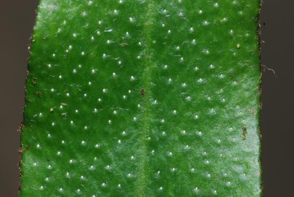 Hydathodes of upper frond surface