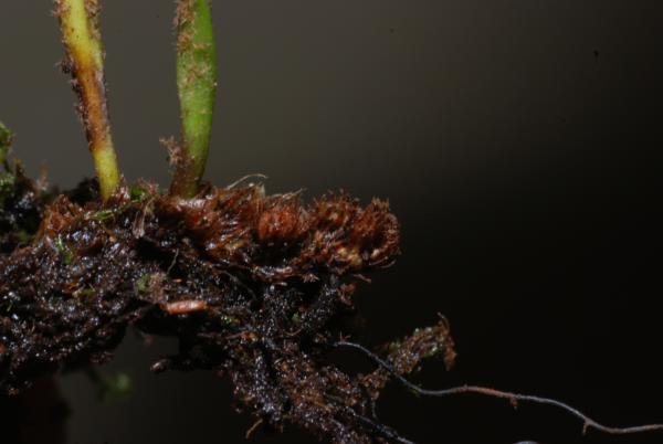 Rhizome