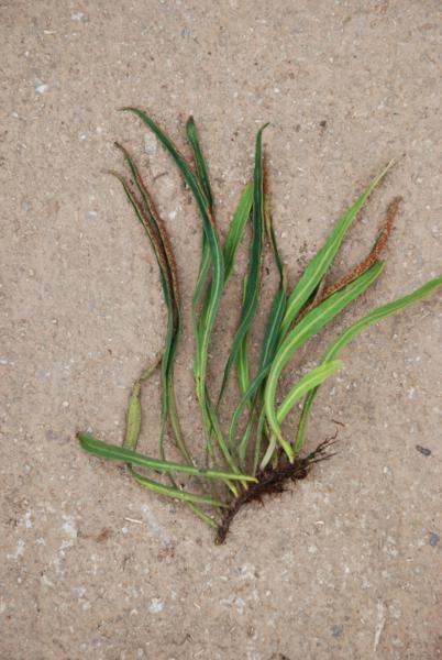 Whole plant