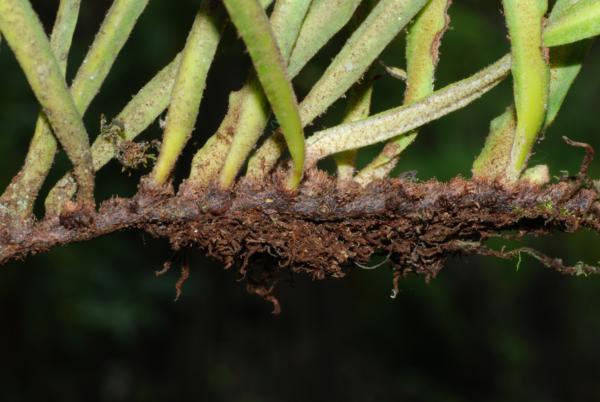 Rhizome and stipes