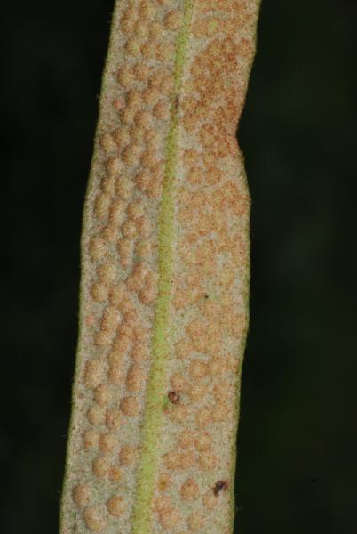 Lower surface of frond with sori