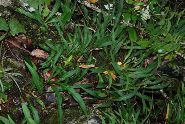 Habit